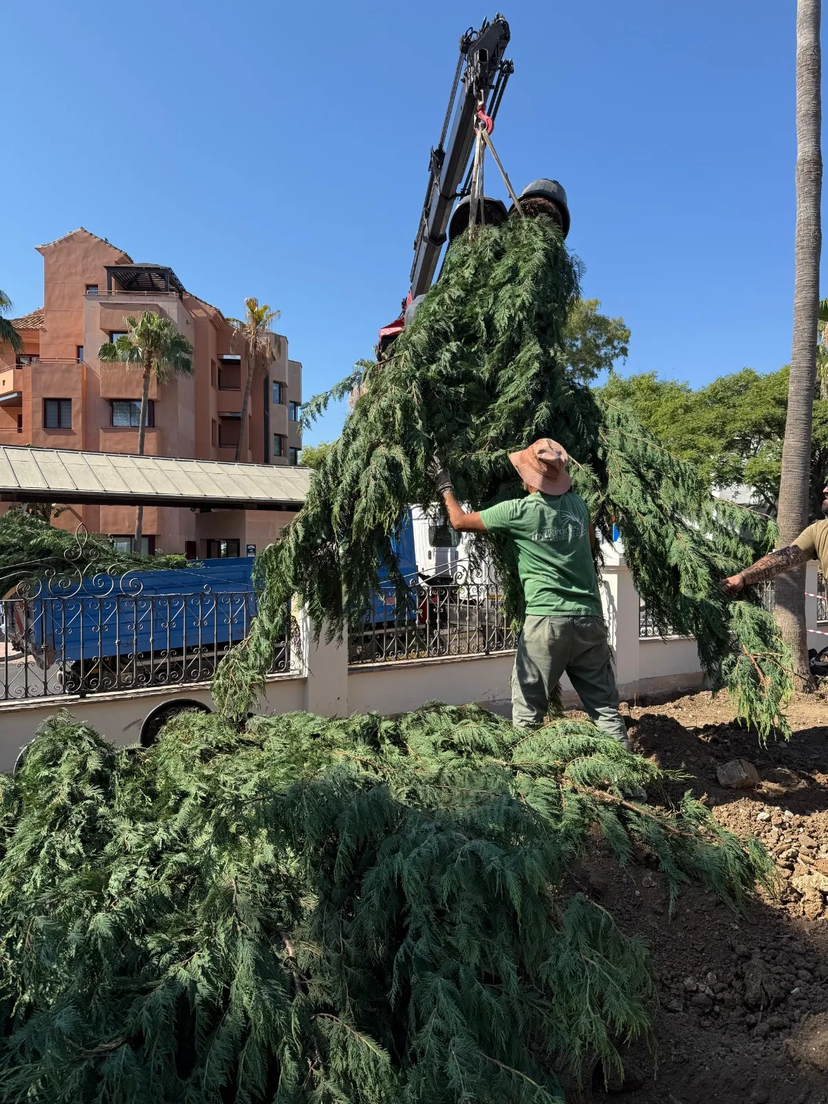 Equipo de MyD Jardines plantando un árbol de gran porte con grúa en la Costa del Sol