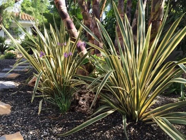 Palmito y cícadas sobre grava en un jardín mediterráneo de Marbella