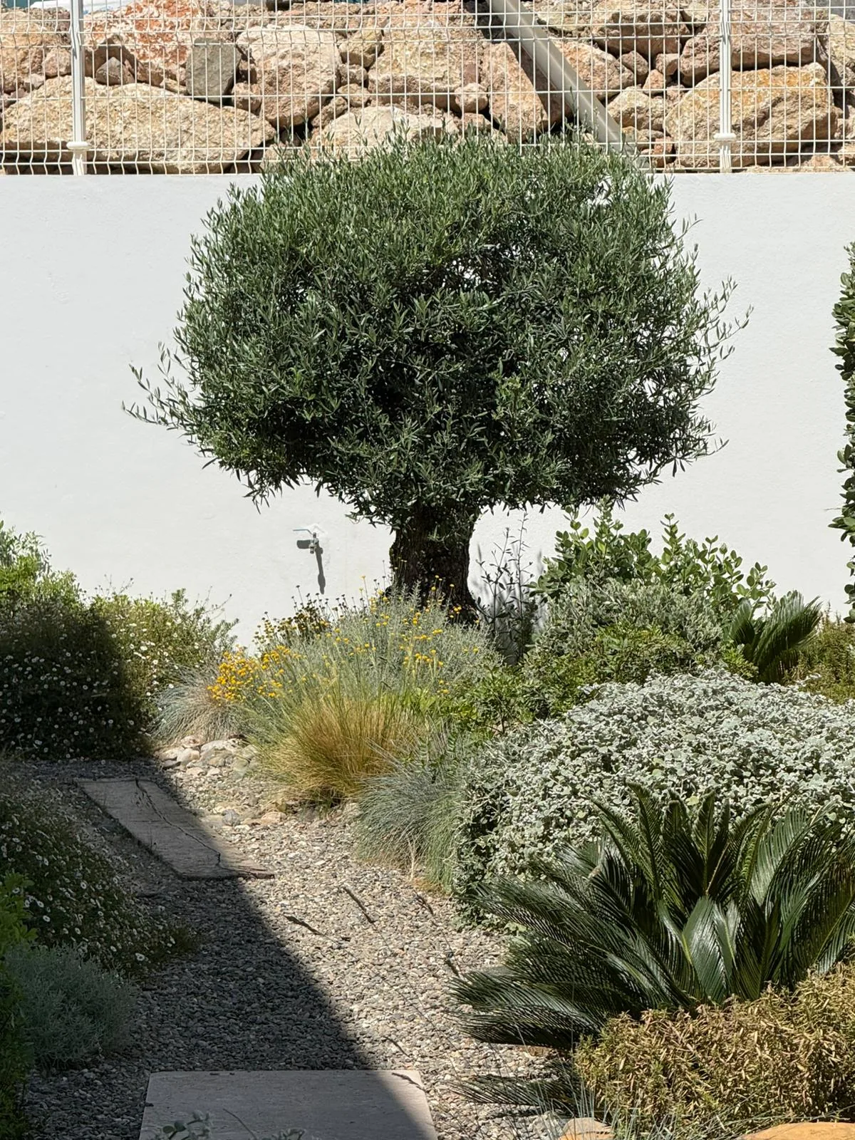 Olivo y vegetación mediterránea en un jardín sostenible de la Costa del Sol